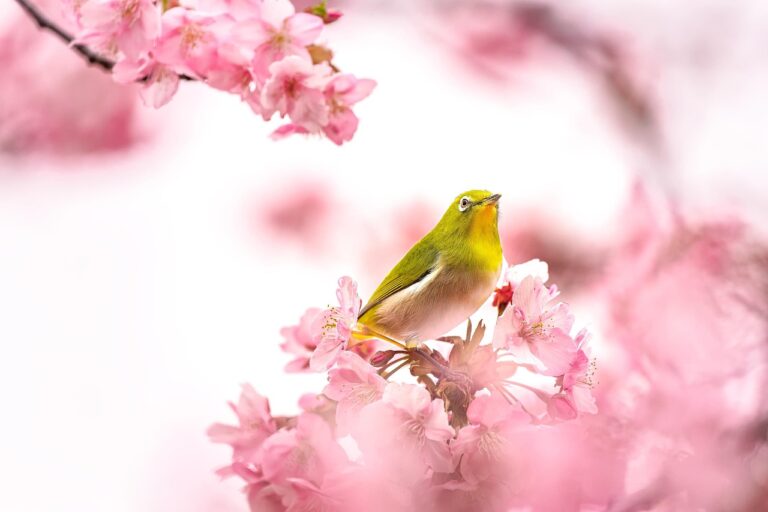 Best Places to Visit During Spring – Top Destinations for a Perfect Seasonal Getaway.